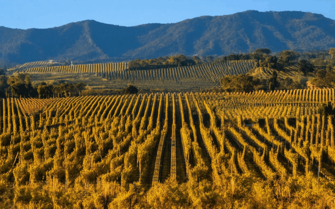 The Ultimate Guide to Planning Your Wine Tasting Vacation in Napa Valley: Best Times, Top Wineries, and Must-Know Tips