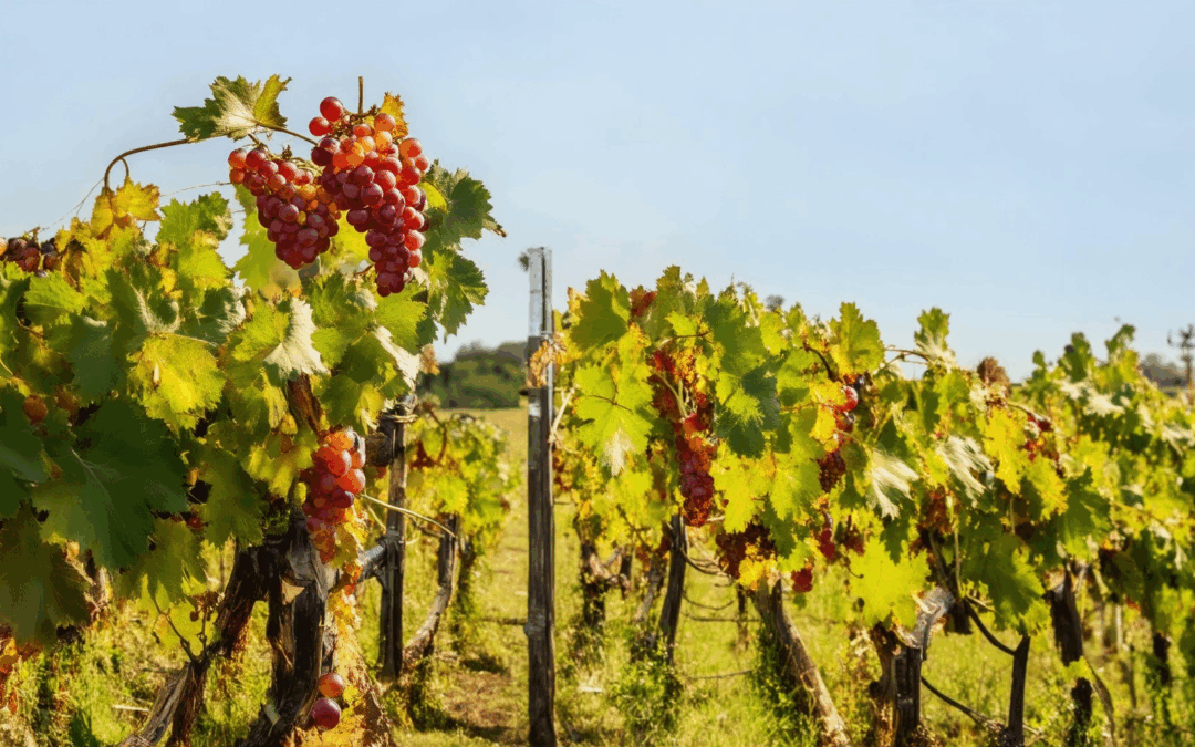 Discovering the Best Wine Regions for Red Wine: Top Grapes and Regions in the USA