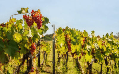 Discovering the Best Wine Regions for Red Wine: Top Grapes and Regions in the USA