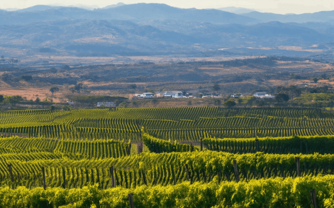 Discover the Top Wine Travel Destinations: California Wine Country Guide