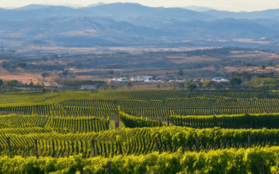 Discover the Top Wine Travel Destinations: California Wine Country Guide