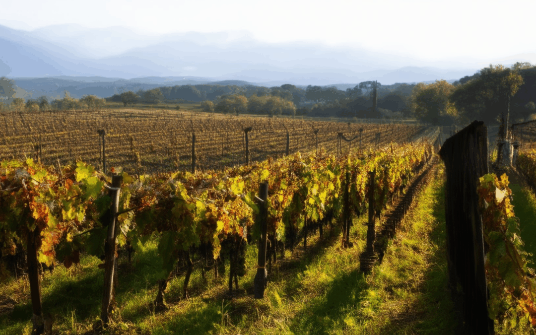 The History of Wine Making: From Ancient Ferments to Modern Craft