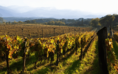 The History of Wine Making: From Ancient Ferments to Modern Craft