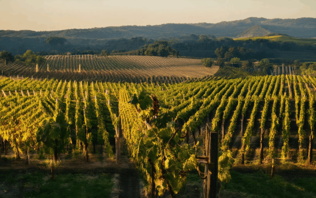 Ignite Your Palate: The Definitive Guide to Wine Tasting and Vineyard Tours