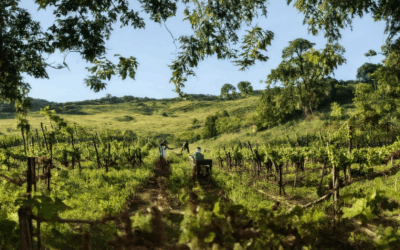 How to Pair Wine & Adventure for a Memorable Experience: A Curated Guide
