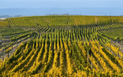Unveiling the Top Wine Regions in Bordeaux: A Complete Overview