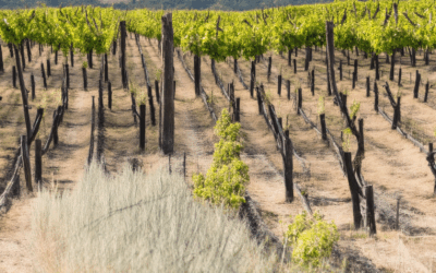 What Are the Main Wine Regions of Provence? Discovering Their Unique Characteristics