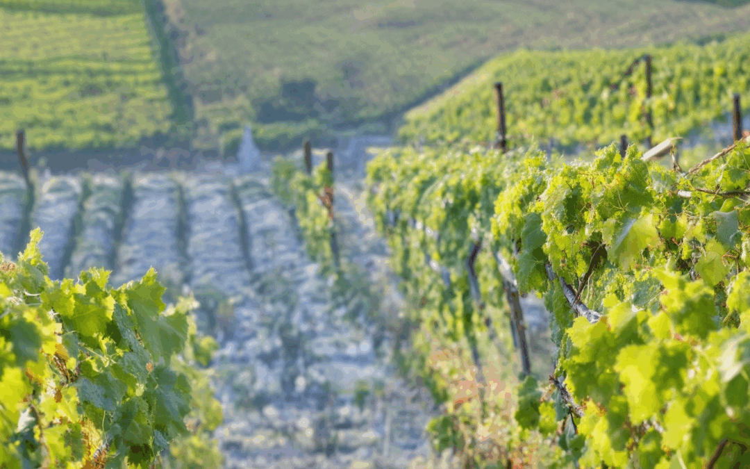 Discover the Best Wine Regions in France for Tasting: A Comprehensive Guide Including 11 Key Areas Where to Taste France’s Finest Wines