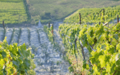 Discover the Best Wine Regions in France for Tasting: A Comprehensive Guide Including 11 Key Areas Where to Taste France’s Finest Wines